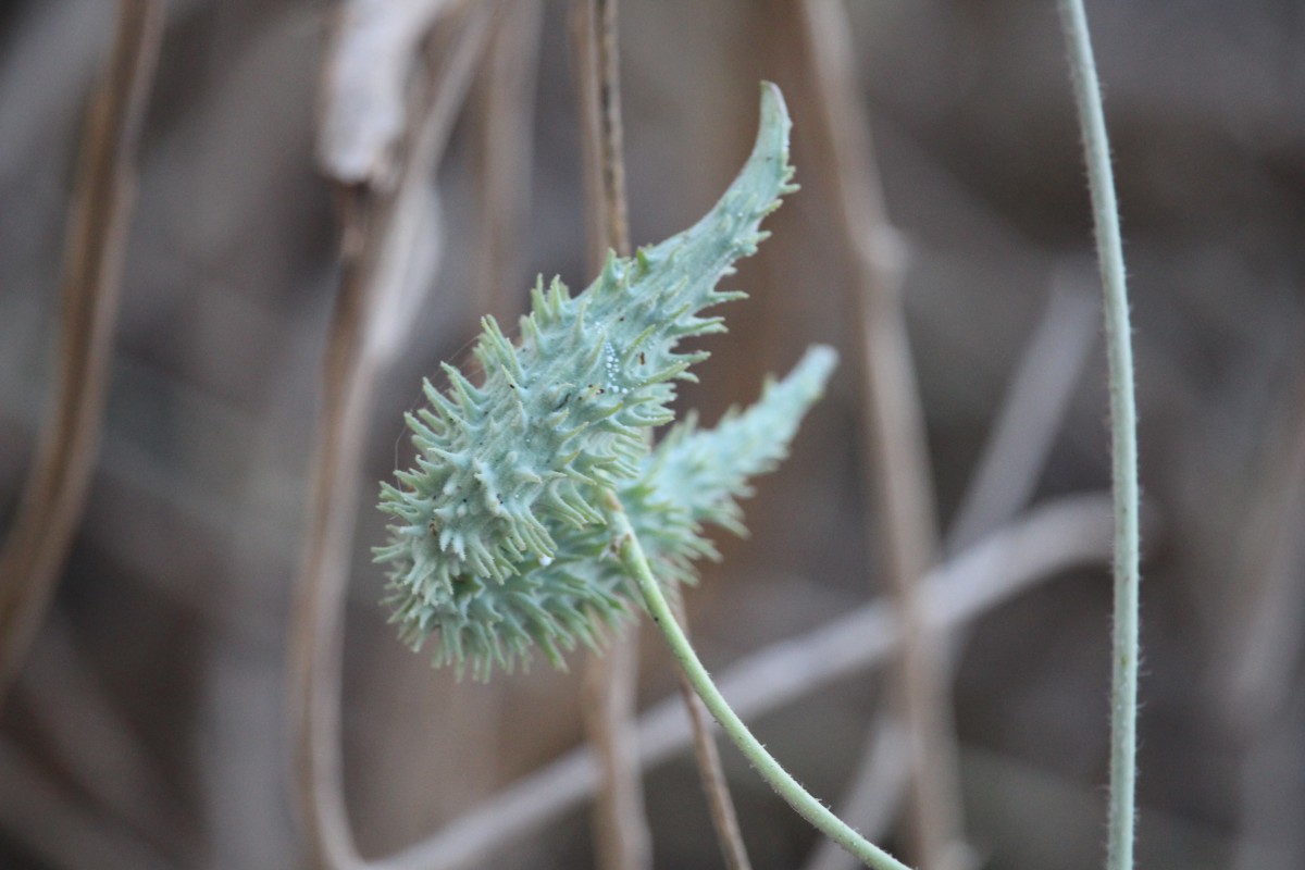 Pergularia daemia (Forssk.) Chiov.